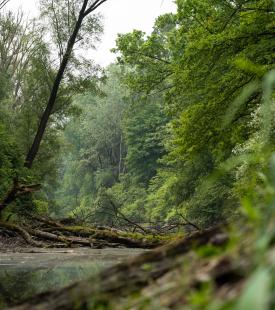 Ein Fluss im Wald.