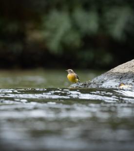 Vogel bei einem Fluss