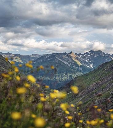 Mountains and yellow flowers