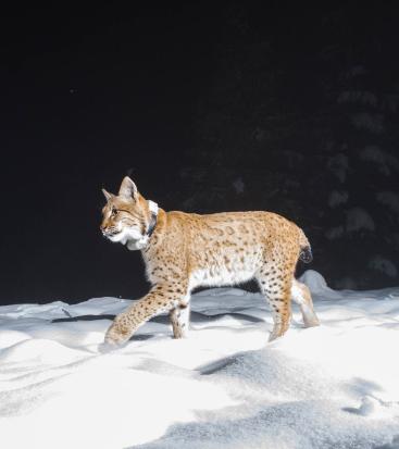 A lynx walks in the snow