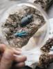 Insects under a magnifying glass