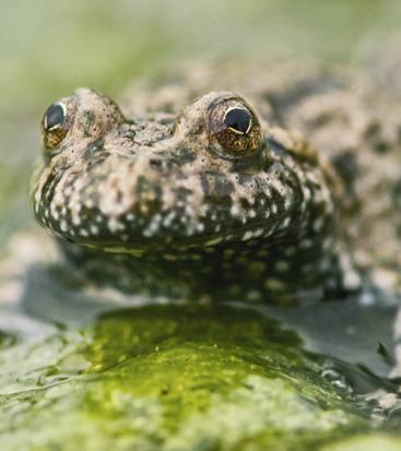 A toad in the water