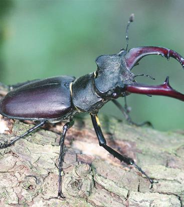 Ein großer Käfer auf einem Holz