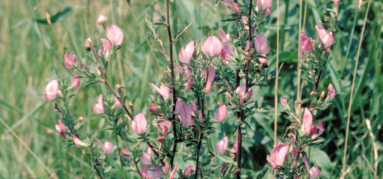 A plant with pink flowers