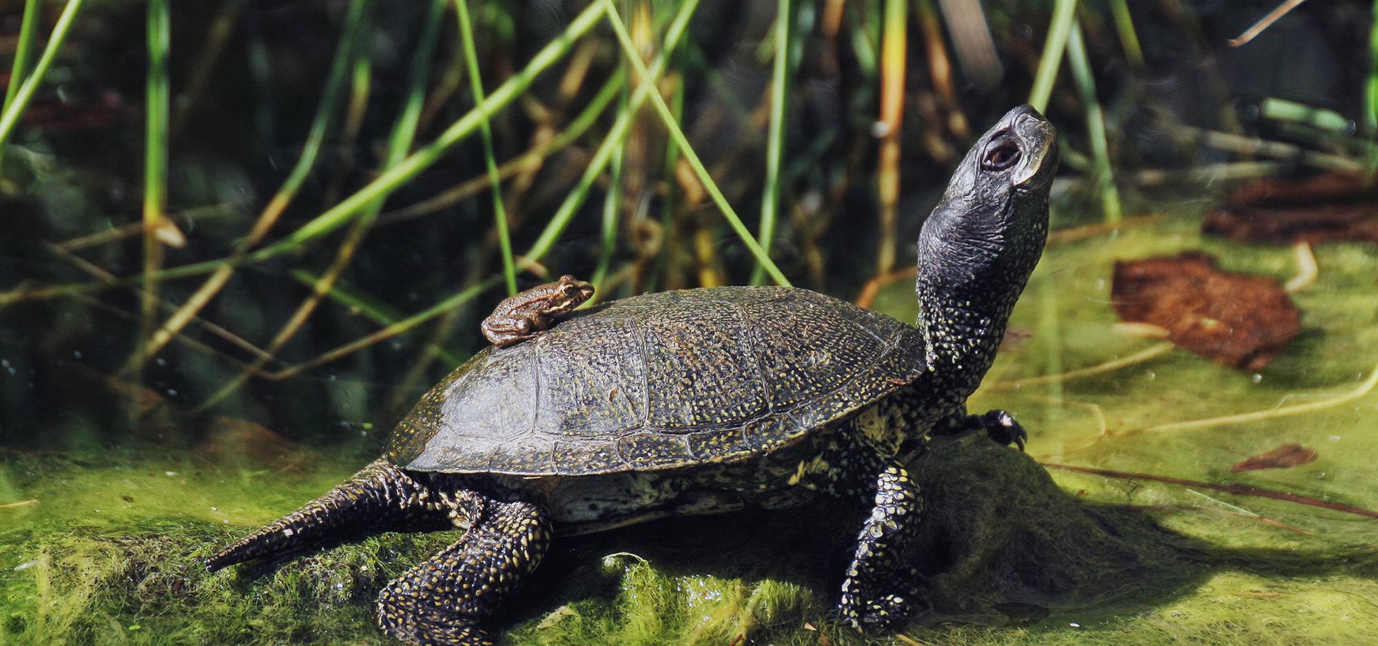 Ein kleiner Frosch sitz auf dem Rücken einer Sumpfschildkröte