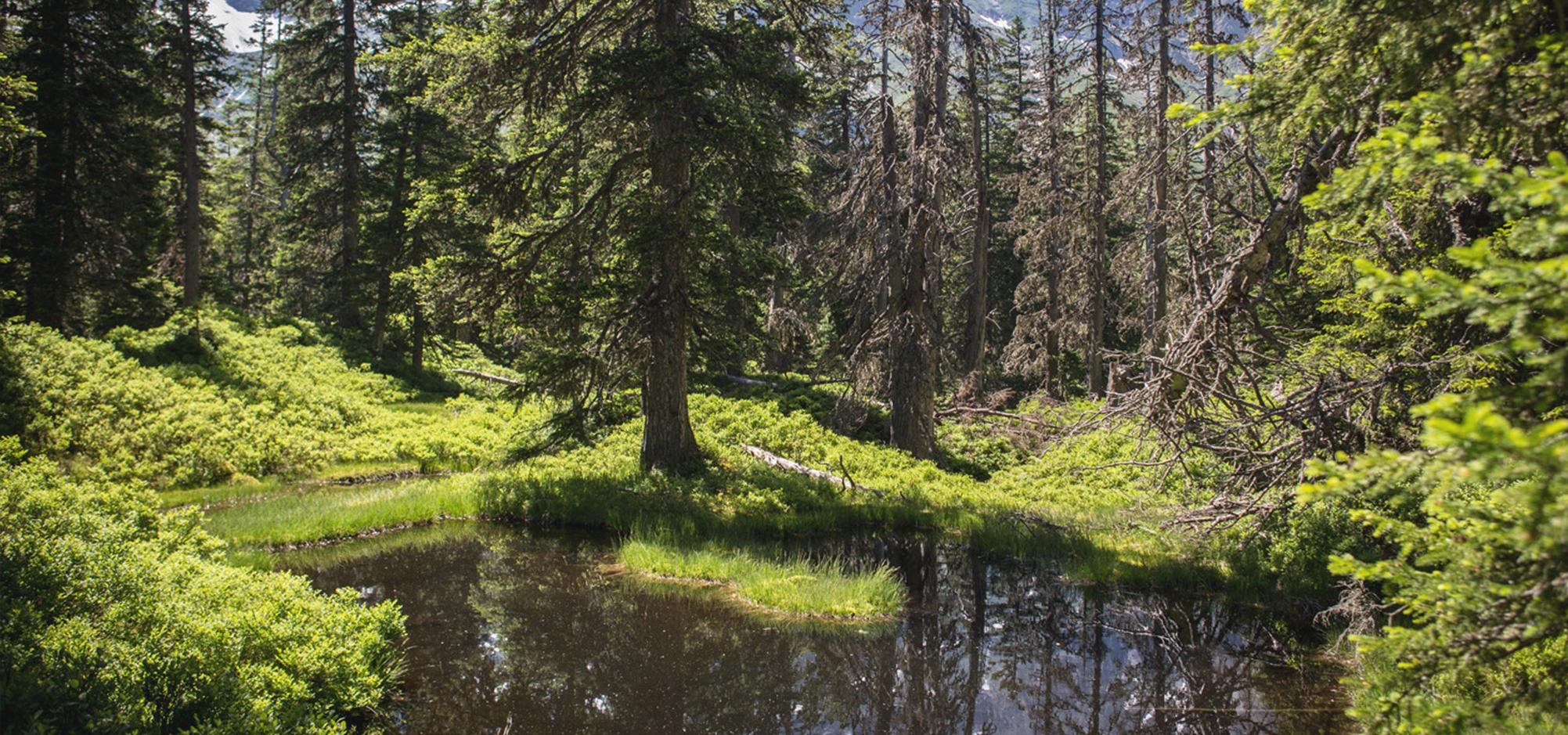Wald und Teich