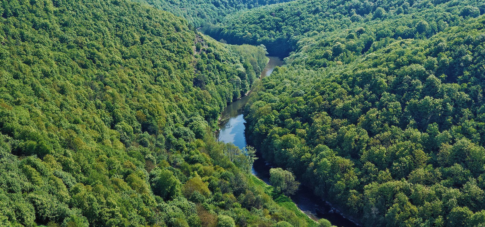 River and forest from above