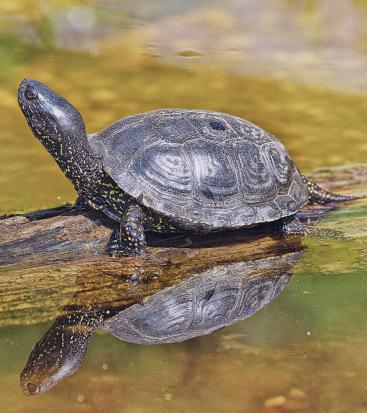 Eine Schildkröte im Wasser auf einem Ast